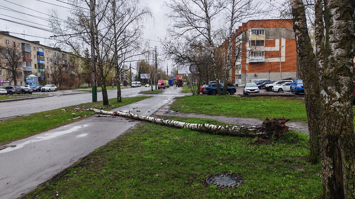 На улице Мира береза рухнула на тротуар