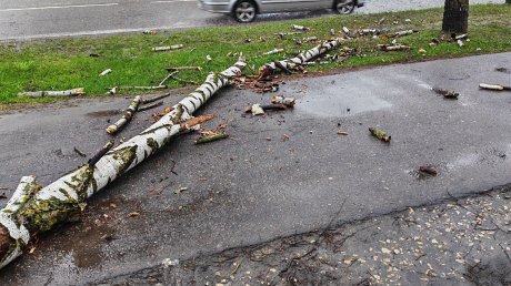 На улице Мира береза рухнула на тротуар