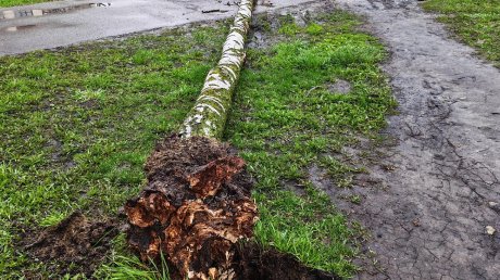 На улице Мира береза рухнула на тротуар