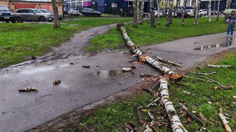 На улице Мира береза рухнула на тротуар
