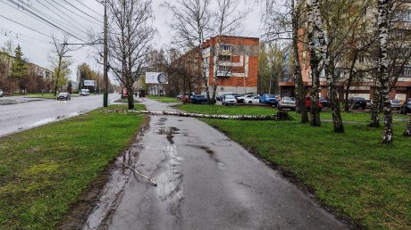 На улице Мира береза рухнула на тротуар