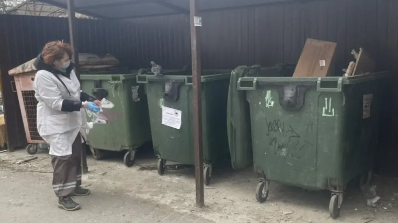 В Пензе борются с крысами на контейнерных площадках