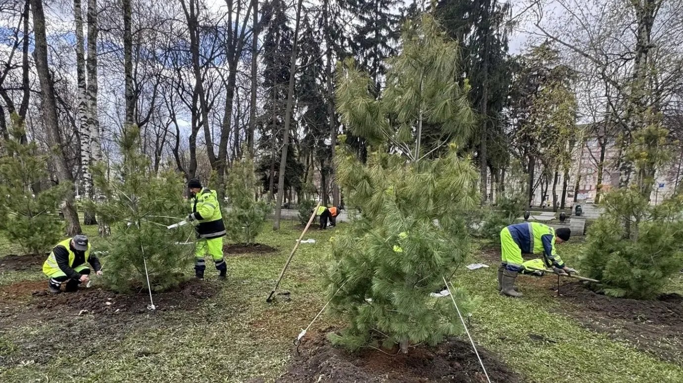 В Лермонтовском сквере новые деревца пытаются защитить от ветра