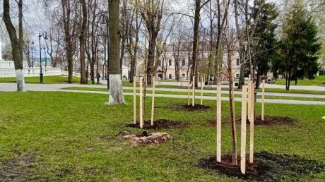 В Лермонтовском сквере новые деревца пытаются защитить от ветра