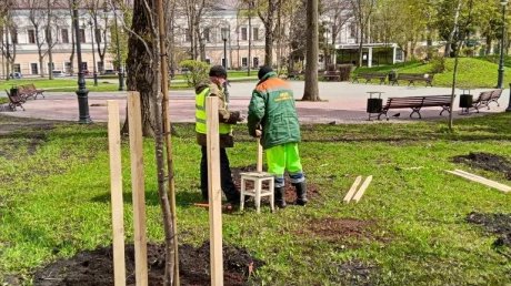 В Лермонтовском сквере новые деревца пытаются защитить от ветра