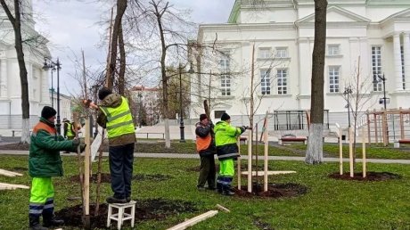 В Лермонтовском сквере новые деревца пытаются защитить от ветра