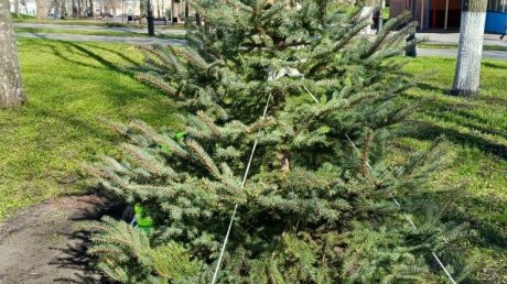 В Лермонтовском сквере новые деревца пытаются защитить от ветра