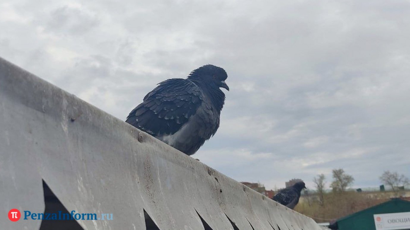 28 апреля жителей Пензенской области ждет некомфортная погода