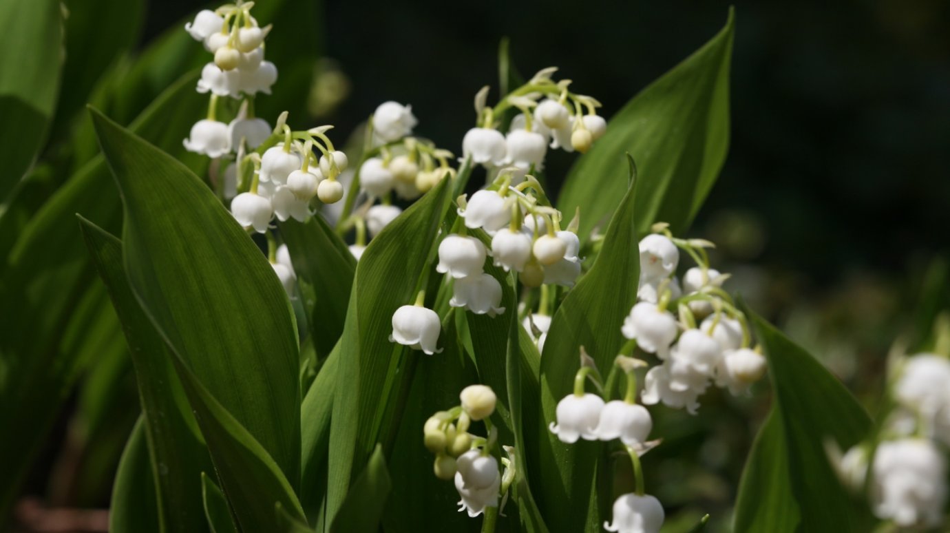 Опасный ландыш. Дерматолог Леонова: некоторым первые цветы противопоказаны