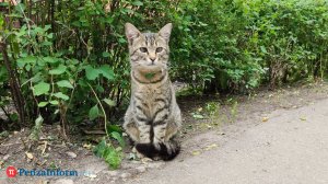 Самые популярные коты - полосатые