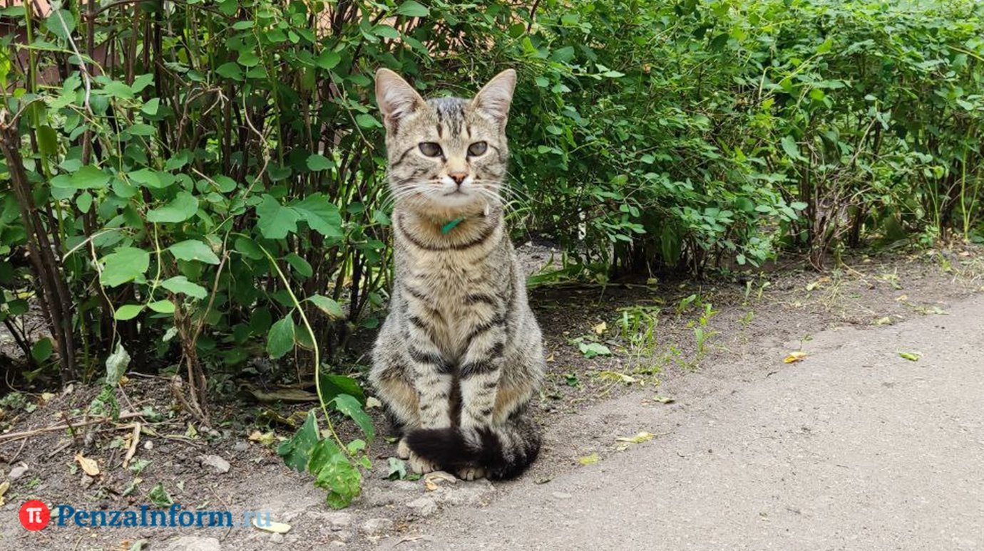 Самые популярные коты - полосатые