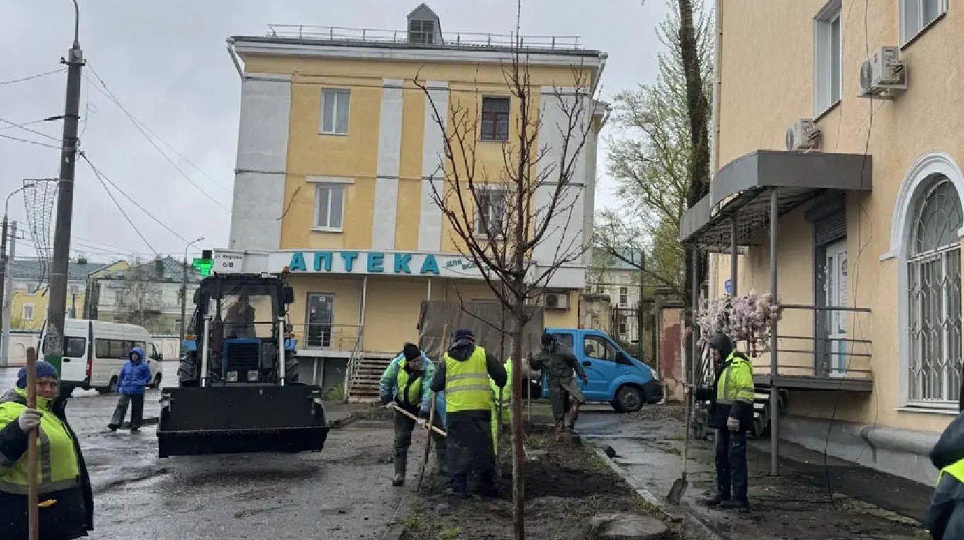 В Пензе высадили деревья на ул. Кирова, Некрасова и Володарского