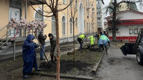 В Пензе высадили деревья на ул. Кирова, Некрасова и Володарского