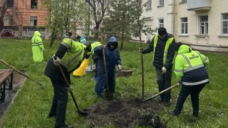 В Пензе высадили деревья на ул. Кирова, Некрасова и Володарского