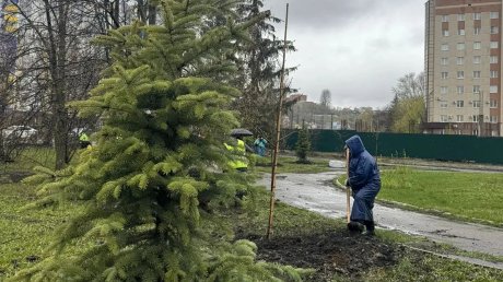 В Пензе высадили деревья на ул. Кирова, Некрасова и Володарского