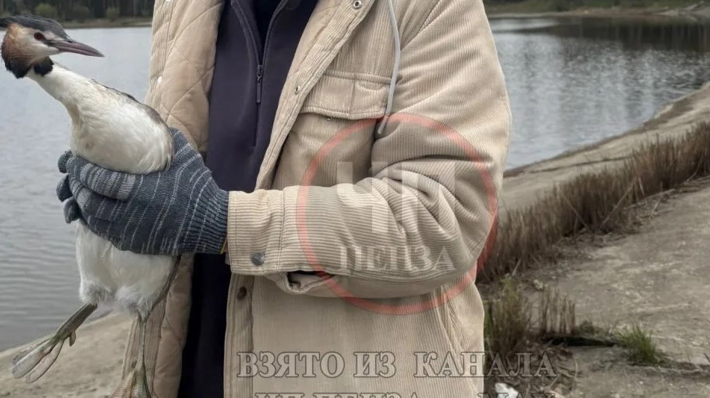 В Бессоновском районе спасли краснокнижную птицу