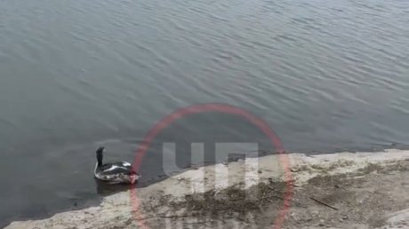 В Бессоновском районе спасли краснокнижную птицу