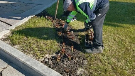 В Пензе высадили первые в этом сезоне цветы