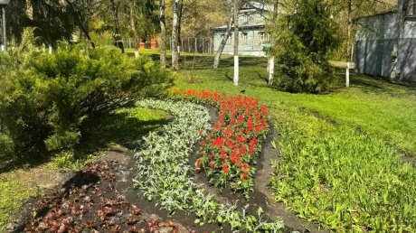 В Пензе коммунальщики активно высаживают цветы
