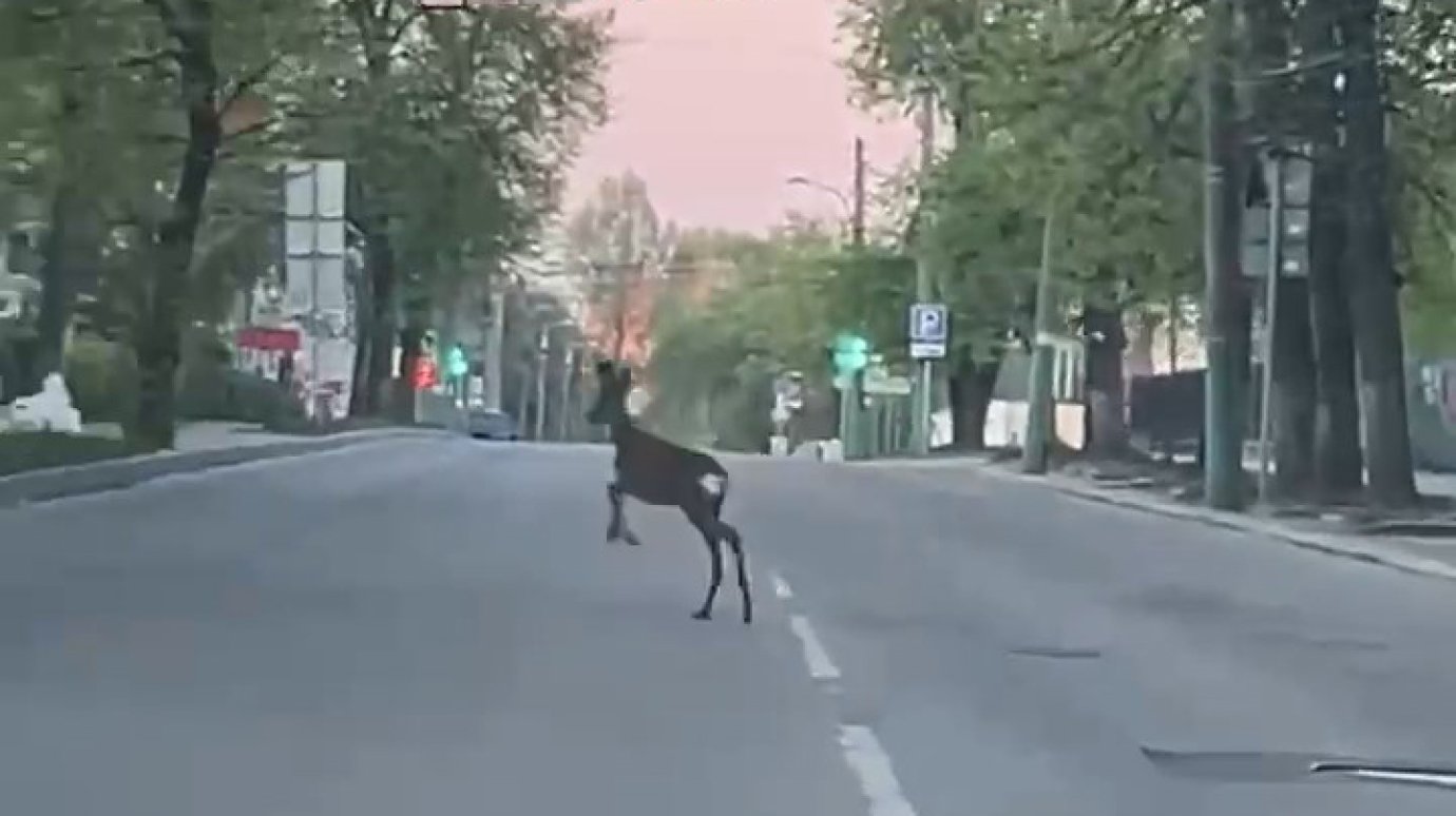 На улице Красной в Пензе заметили косулю