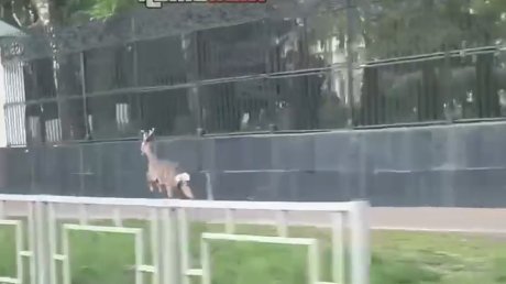 На улице Красной в Пензе заметили косулю