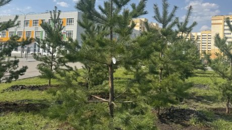 На ГПЗ высадили символичное число деревьев - 90