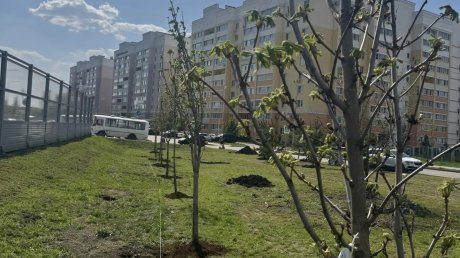 На ГПЗ высадили символичное число деревьев - 90