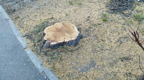 В Пензе спилили редкую для города здоровую шелковицу