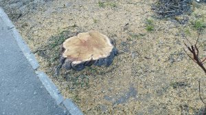 В Пензе спилили редкую для города здоровую шелковицу