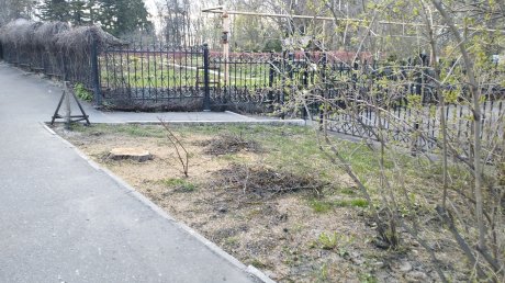 В Пензе спилили редкую для города здоровую шелковицу