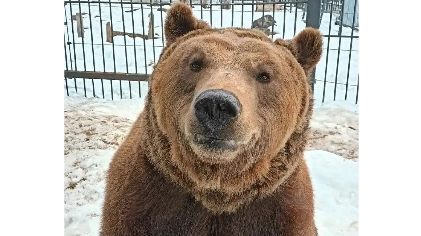 В Пензенском зоопарке скончался бурый медведь Захар