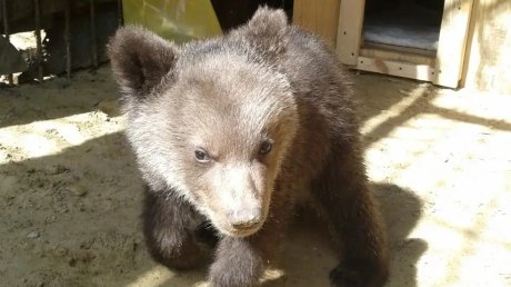 В Пензенском зоопарке скончался бурый медведь Захар