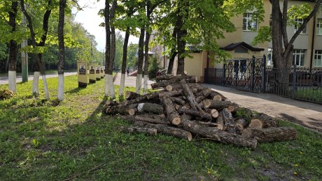На Аллее памяти участников СВО в Пензе вырубили деревья