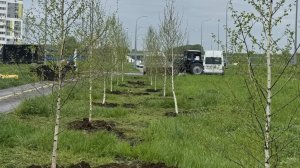В Арбековской Заставе высадили 100 берез