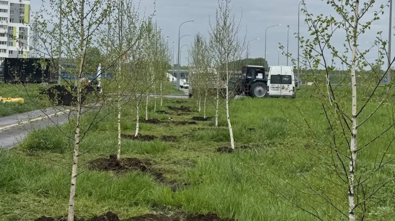 В Арбековской Заставе высадили 100 берез