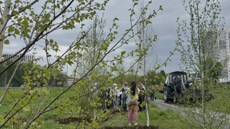 В Арбековской Заставе высадили 100 берез