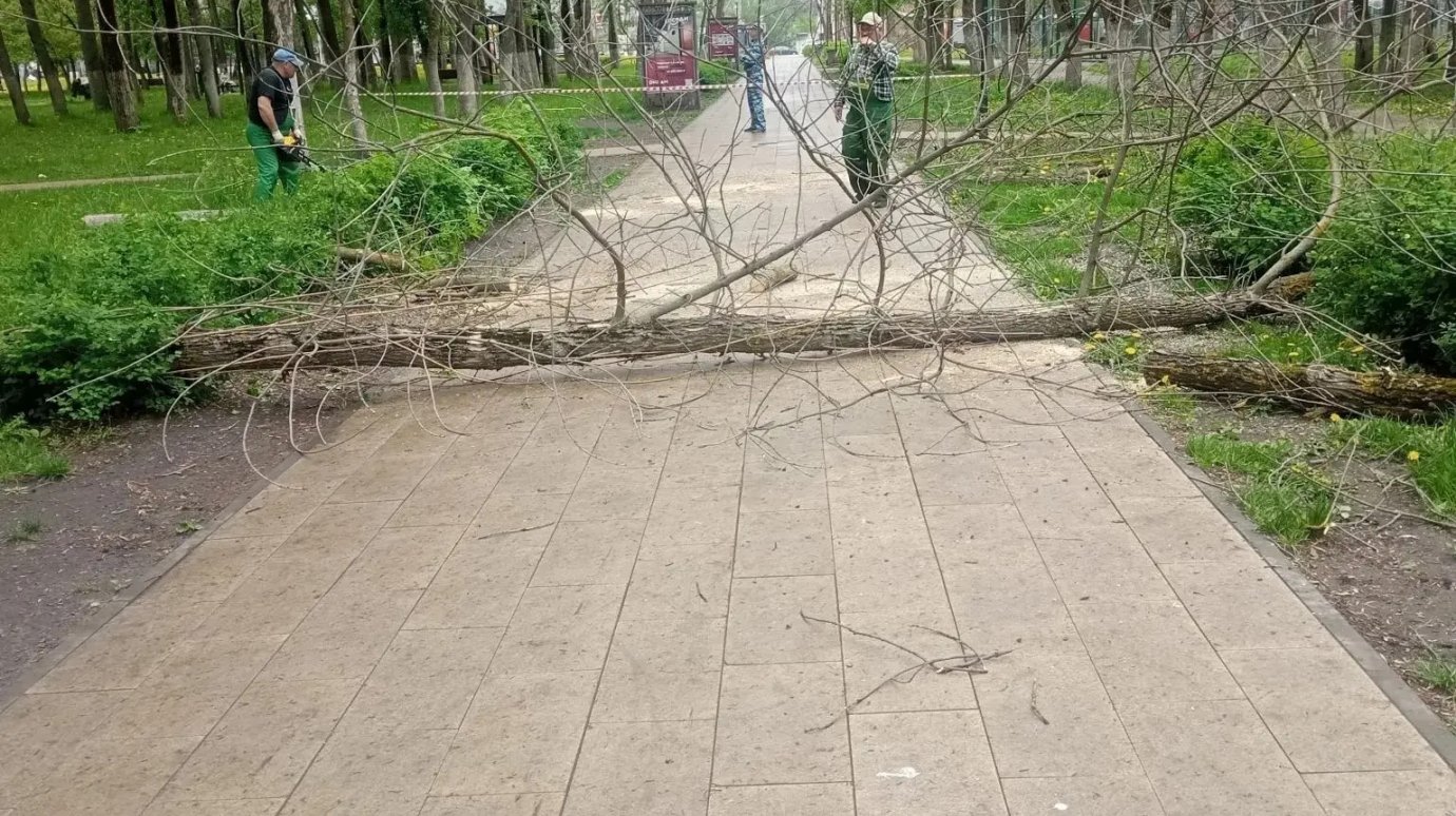 Еще в одном парке Пензы спилили зараженные деревья