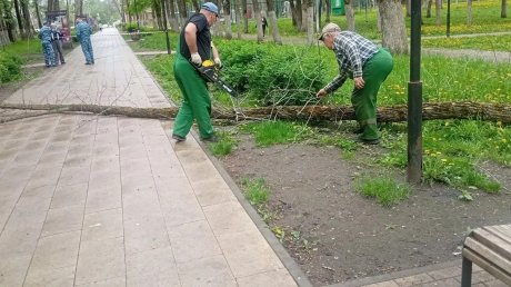 Еще в одном парке Пензы спилили зараженные деревья