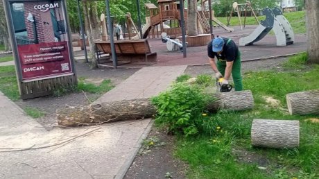 Еще в одном парке Пензы спилили зараженные деревья