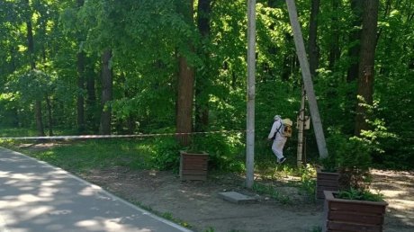 На Олимпийской аллее в Пензе борются с клещами