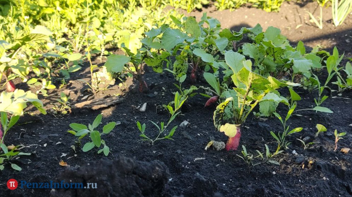 Лучше горькой редьки. Агроном Арефьев: редис можно сеять все лето