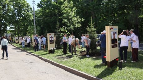 На Аллее памяти участников СВО в Пензе высадили ели