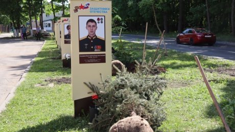 На Аллее памяти участников СВО в Пензе высадили ели