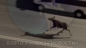 На улицах Засечного заметили двух лосей