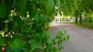 23 мая жителей Пензенской области ждет еще один день без осадков