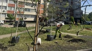 В разных районах Пензы за неделю высадили более 80 деревьев
