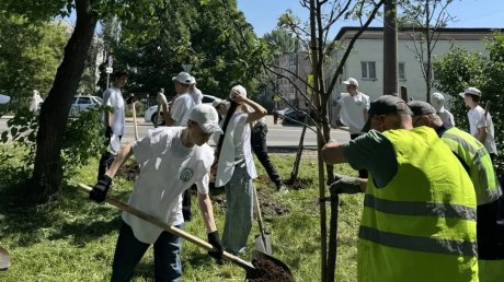 В разных районах Пензы за неделю высадили более 80 деревьев