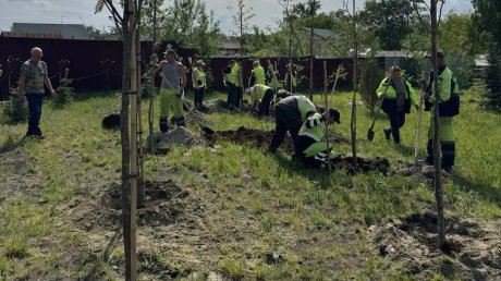 В разных районах Пензы за неделю высадили более 80 деревьев