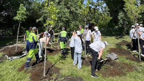 В разных районах Пензы за неделю высадили более 80 деревьев