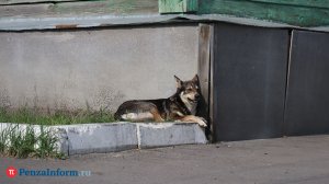 В Пензе управление ЖКХ заплатит за нападение собаки на ребенка